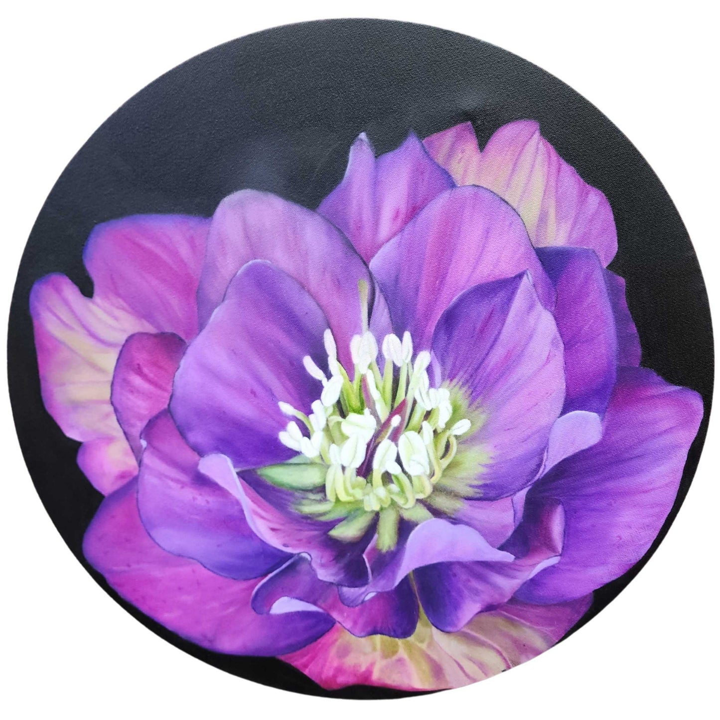 Hellebores North Star