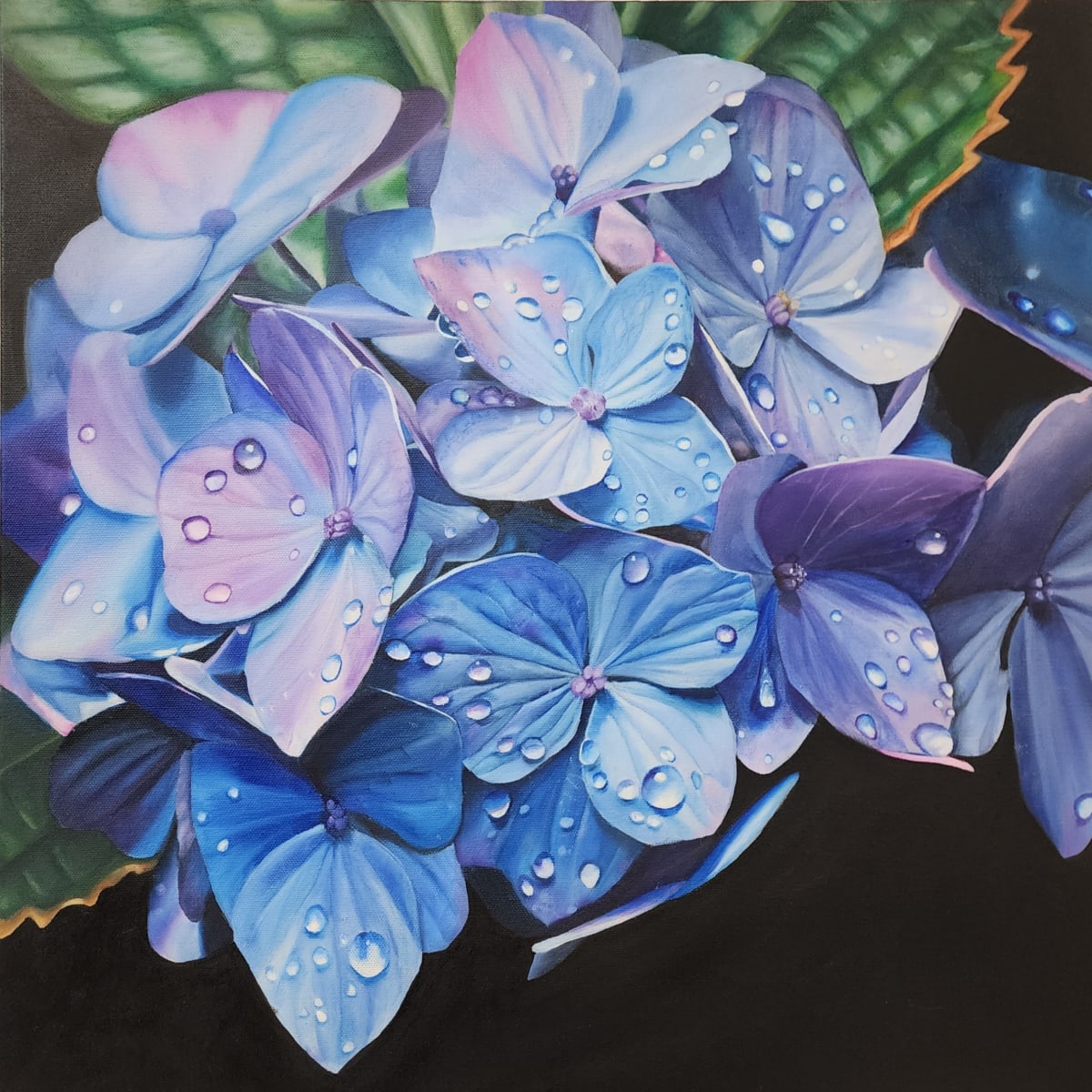 Hydrangeas