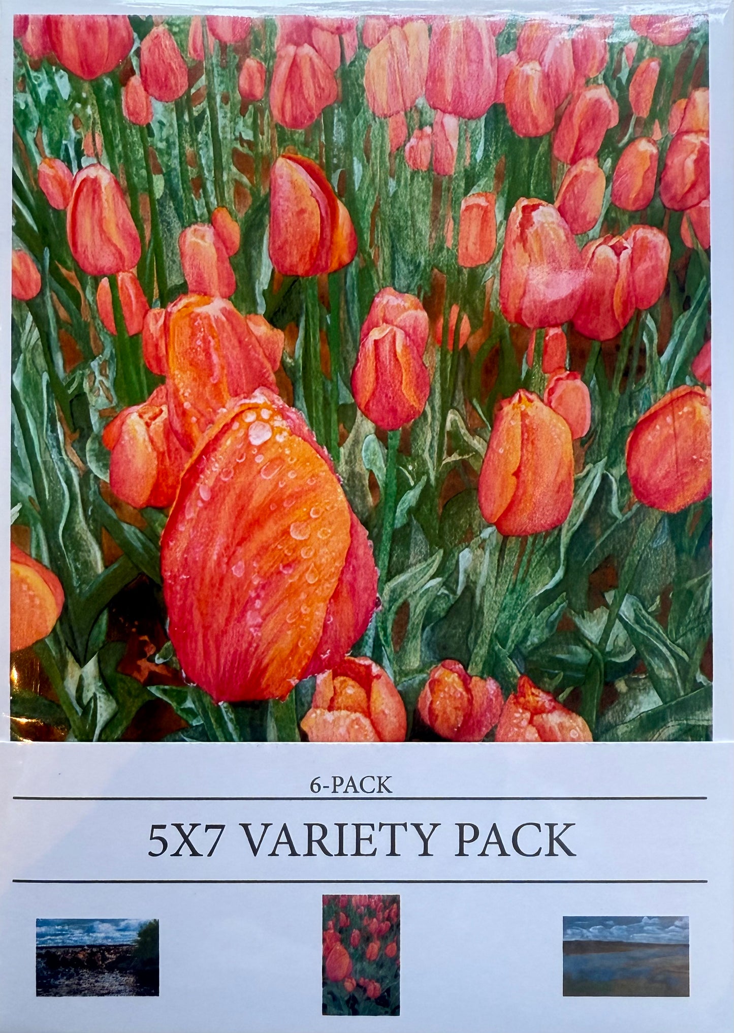 Blank Greeting Card 6-Pack