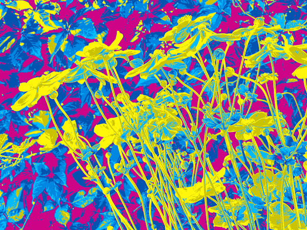 Orquevaux Field Flowers