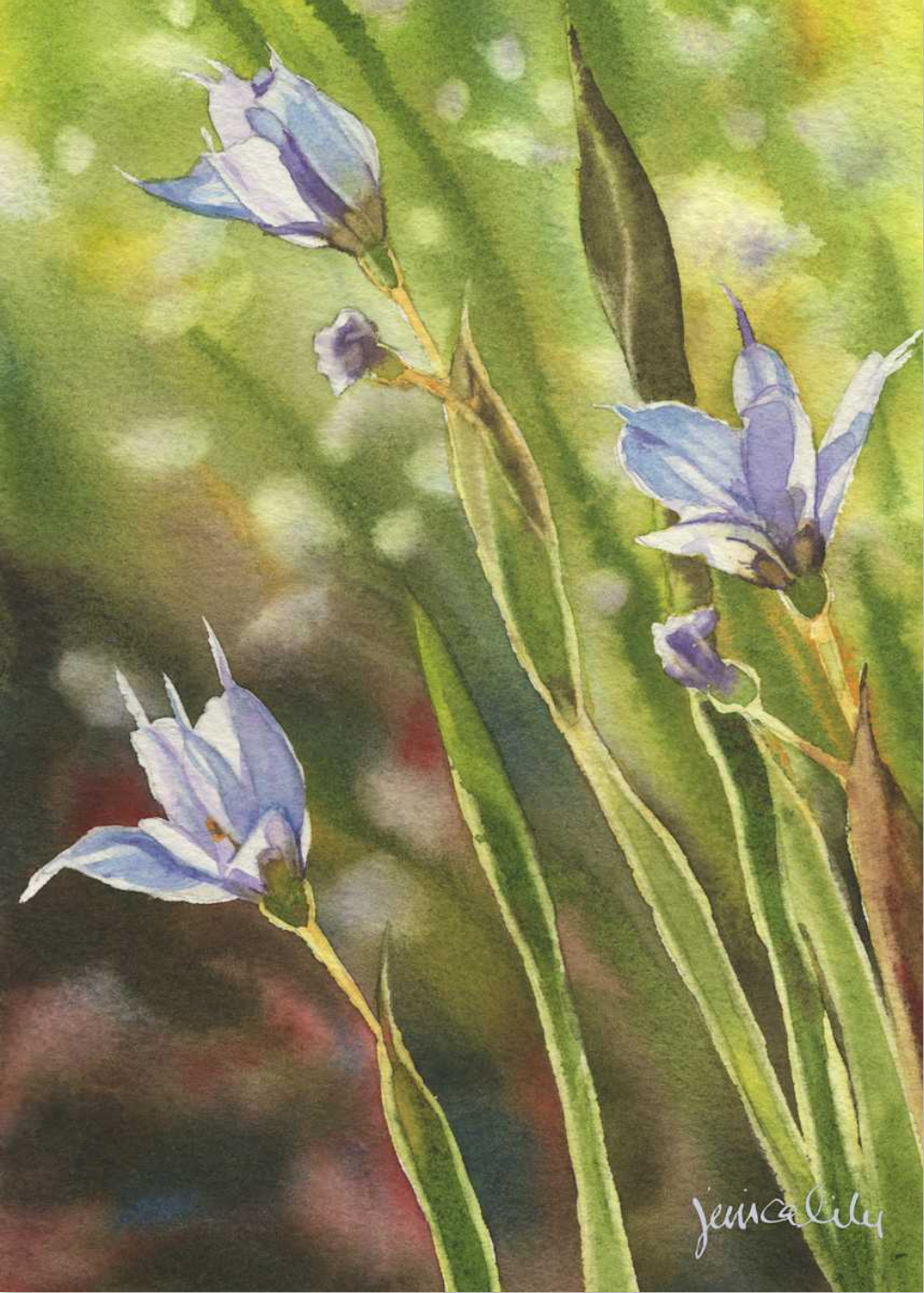 Blue Eyed Grass Study 03