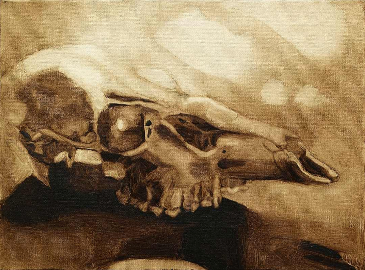 Odocoileus Virginianus (Study of the Cranium)