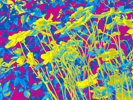 Orquevaux Field Flowers