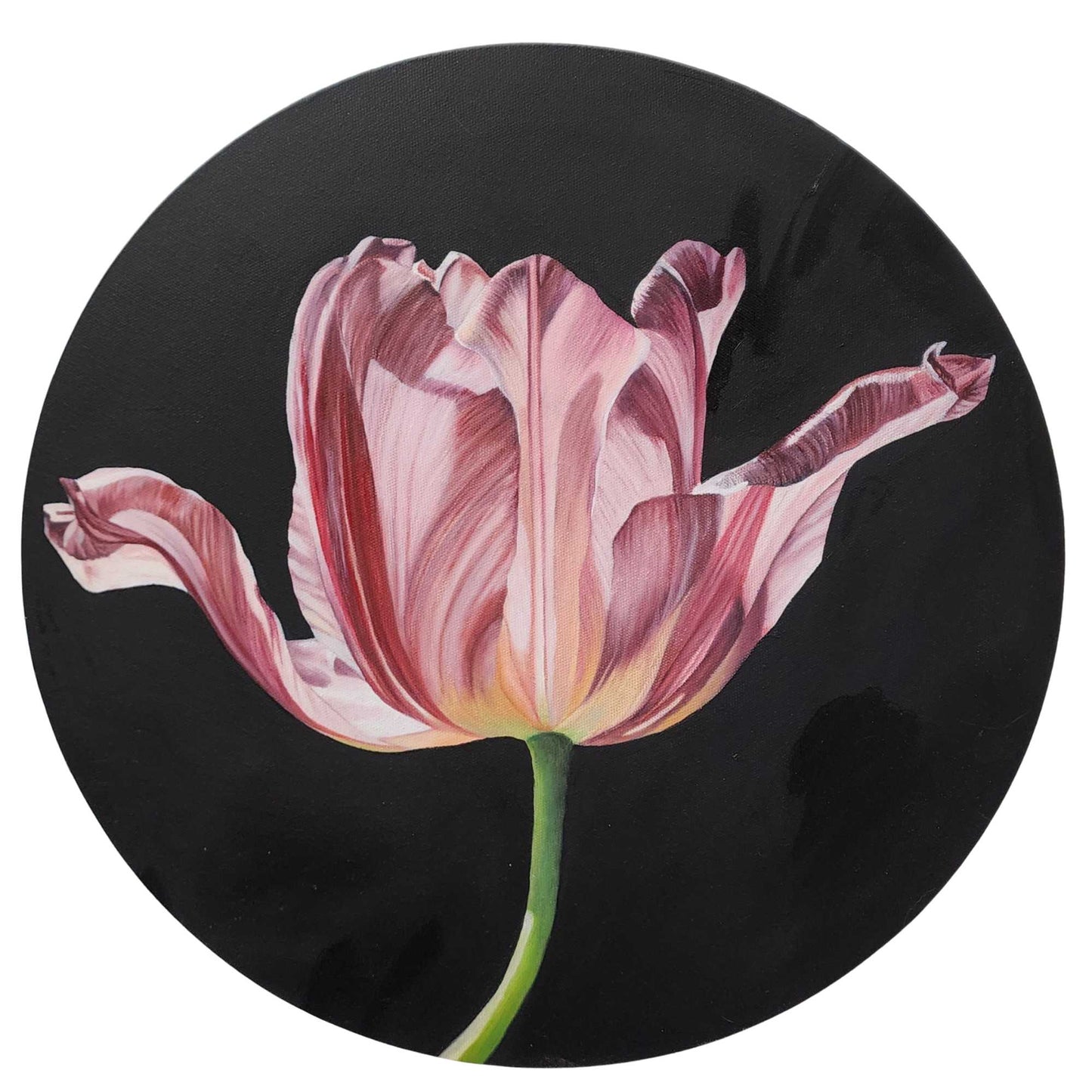 Tulip